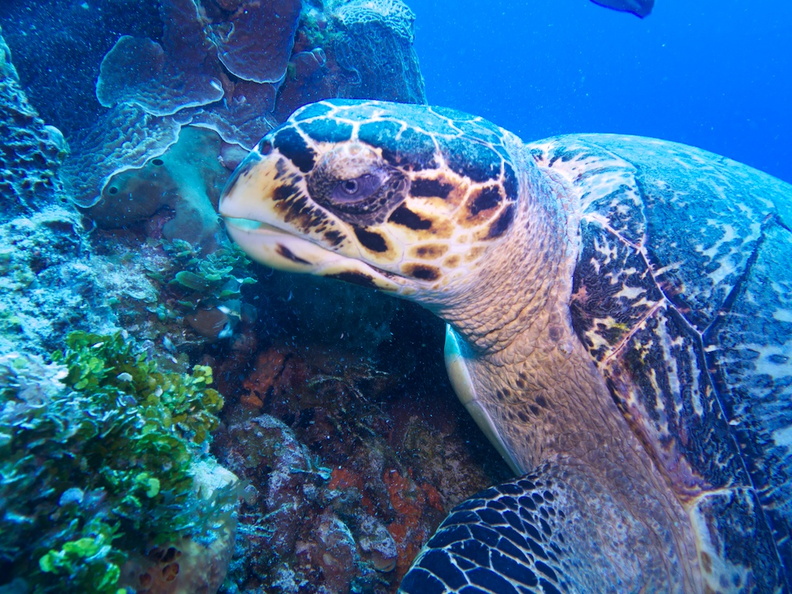 Hawksbill Sea Turtle IMG_4732.jpg
